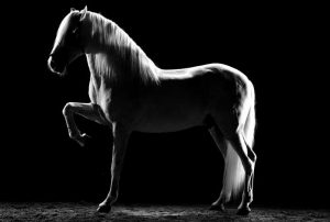 caballo-contraluz-juan-gatti